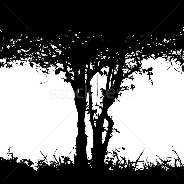 Bush detail silhouette Stock photo © Tawng