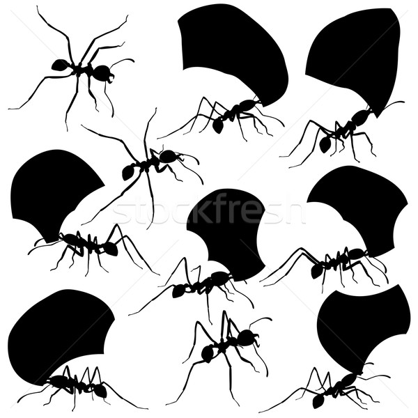 Leaf cutter ants Stock photo © Tawng