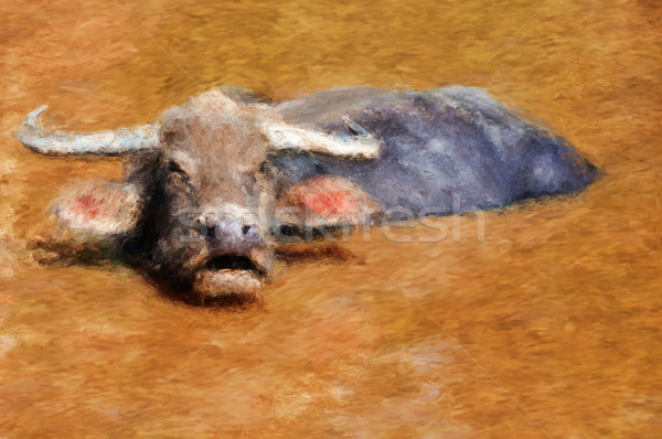 Water buffalo Stock photo © Tawng