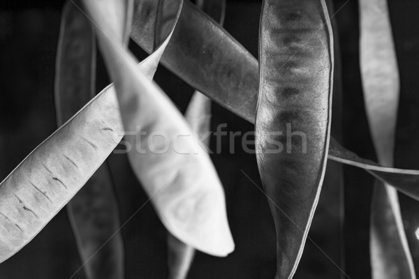 Curly pods Stock photo © Tawng
