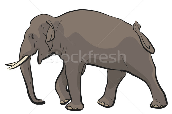 Asian elephant Stock photo © Tawng