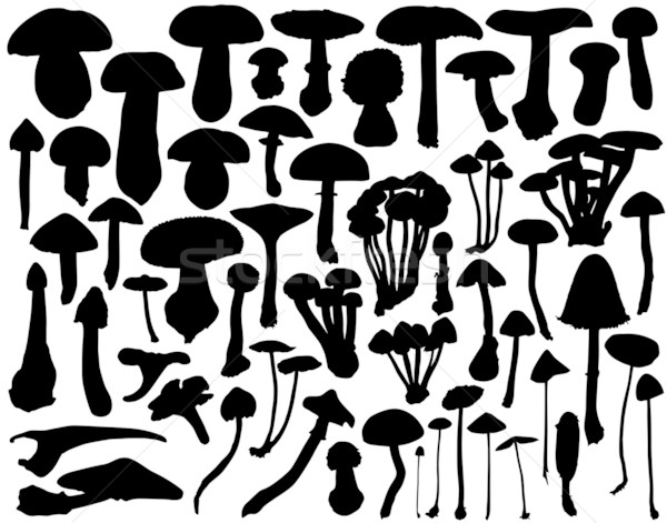 Ciuperci colectie vector ciupercă ciuperca subliniaza Imagine de stoc © Tawng