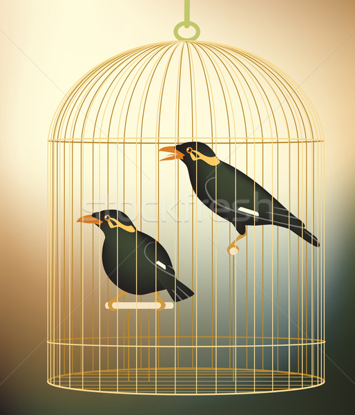 Caged myna birds Stock photo © Tawng