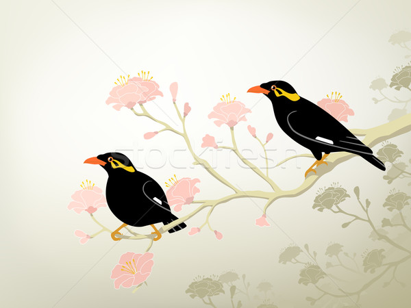 Myna birds Stock photo © Tawng