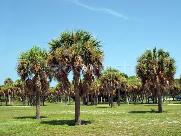 palm trees in a florida park 2 Stock photo © tdoes