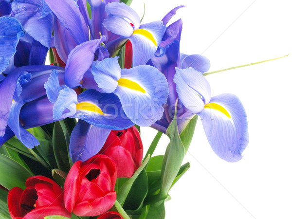 flower bouquet purple and red Stock photo © tdoes