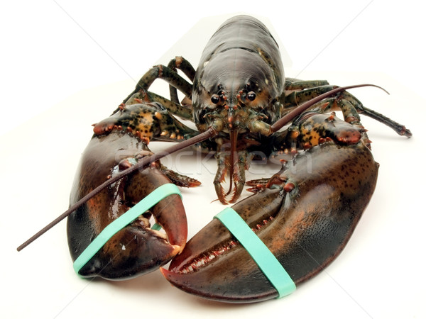 Stock photo: lobster - live close up