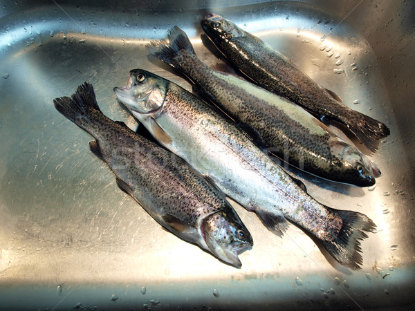 trout in sink 2 Stock photo © tdoes