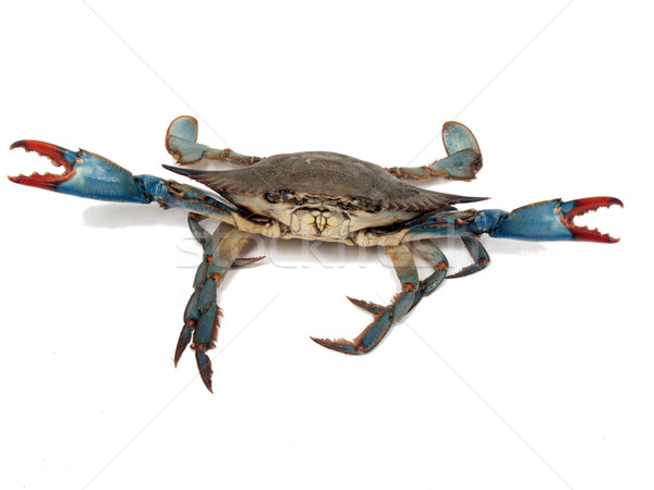 Stock photo: blue crabs in fight pose 2