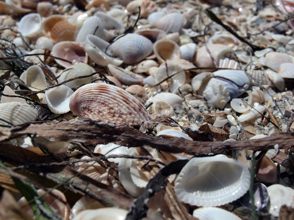 sea shells on the beach Stock photo © tdoes