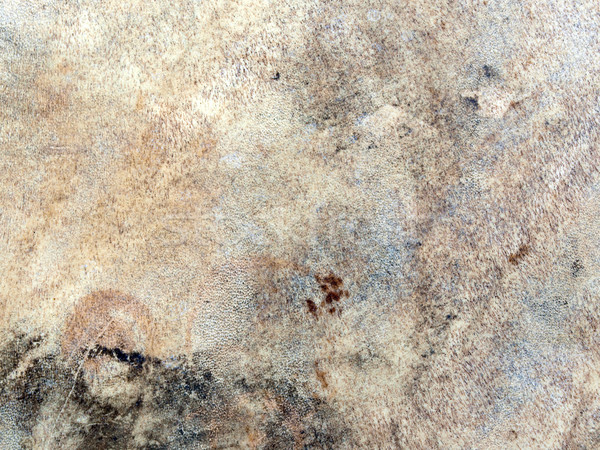 texture cured animal skin Stock photo © tdoes