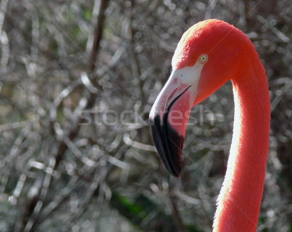 Flamingo profil cap pasăre pană roz Imagine de stoc © TeamC