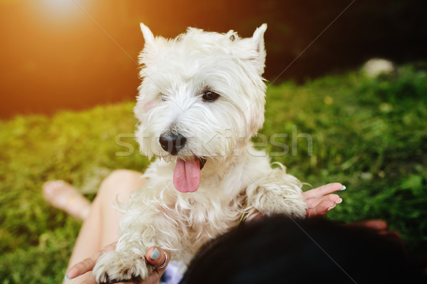 Stock photo: little dog with a girl