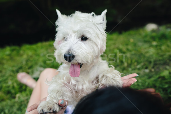 Foto stock: Pequeño · perro · nina · parque · césped · sonrisa