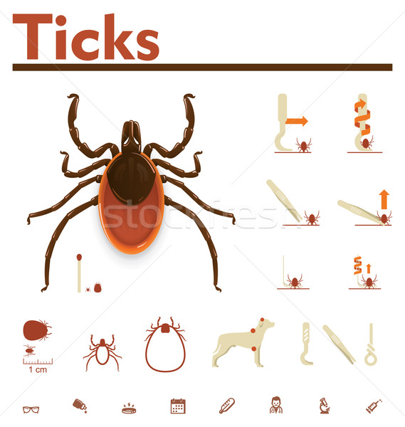 Vector tick infographic Stock photo © tele52
