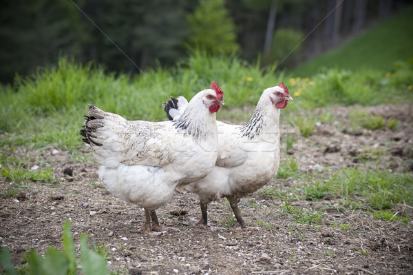 Two white Chicken Stock photo © tepic