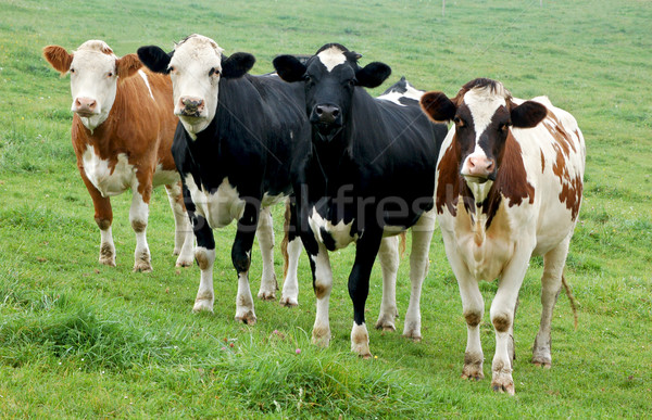 Quatre vaches rangée différent couleurs nature [[stock_photo]] © tepic