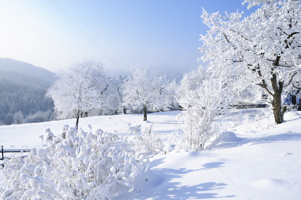 Winter Landscape Stock photo © tepic