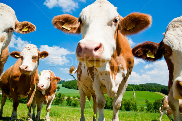 奶牛 好奇 草地 光明 天空 夏天 商業照片 © tepic