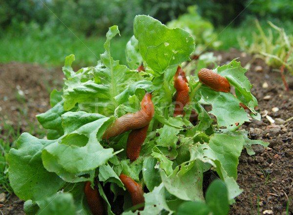 Lumaca invasione insalata giardino alimentare natura Foto d'archivio © tepic