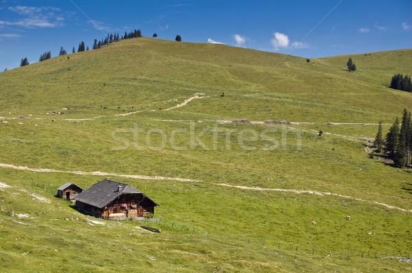 Austrian Pasture Stock photo © tepic