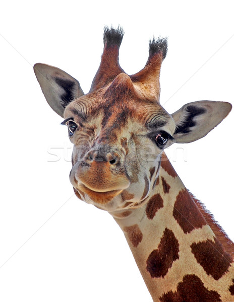 Cute girafe blanche nature tête animaux [[stock_photo]] © tepic