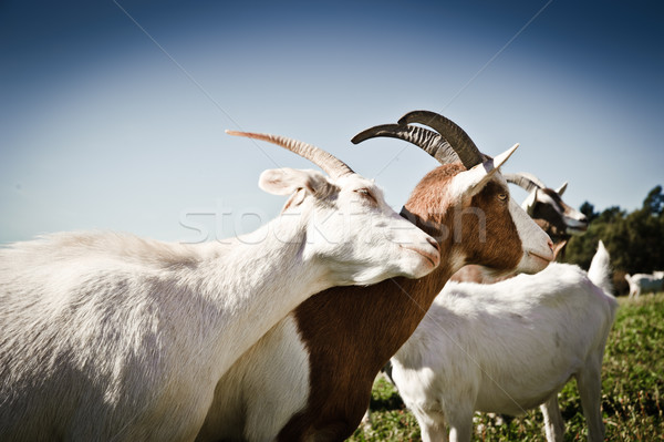 Two Goats snuggling Stock photo © tepic