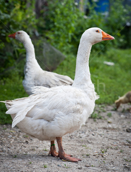 Deux oies blanche permanent herbe nature [[stock_photo]] © tepic