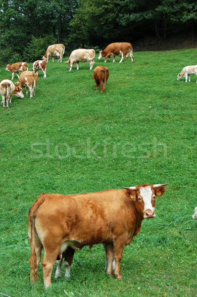 Brown Cow in Foreground Stock photo © tepic