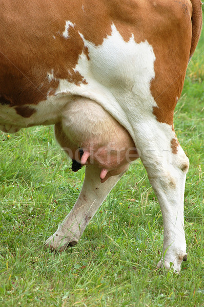 Cow Udder Full with Milk Stock photo © tepic
