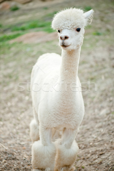 White sheared Alpaka Stock photo © tepic