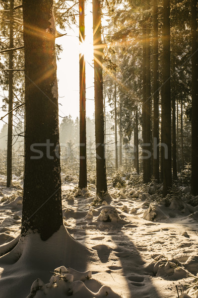 Sun in a winter Forest Stock photo © tepic