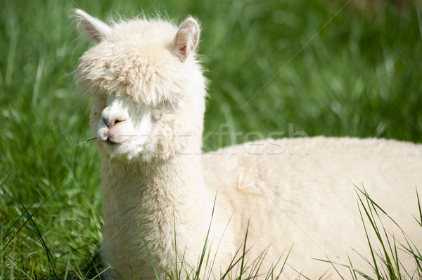 Witte pluizig gezicht gras haren dier Stockfoto © tepic