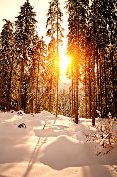 日落 冬天 森林 樹 性質 景觀 商業照片 © tepic