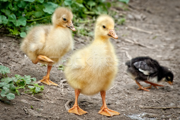 Stock photo: Two young Goose