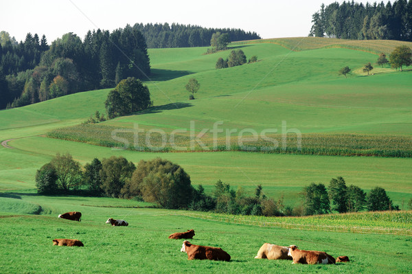 ストックフォト: 牛 · 新鮮な · 緑 · 自然 · 風景