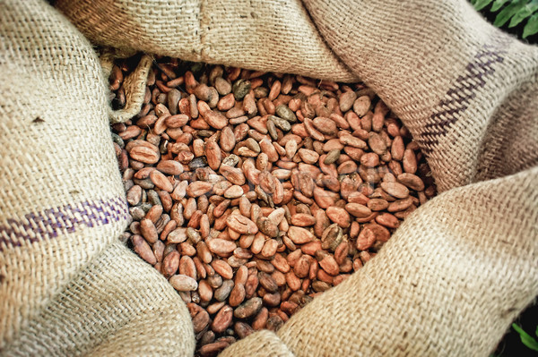 Cacao Beans in a Bag Stock photo © tepic