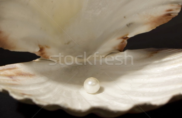 Pearl in the Shell Stock photo © tepic