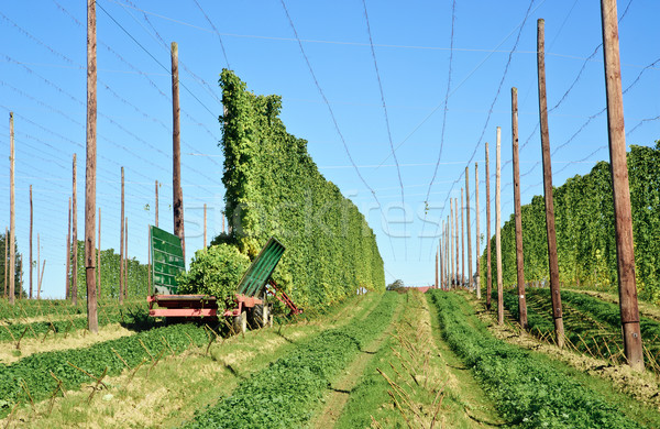 ストックフォト: 収穫 · ホップ · フィールド · トラクター · 食品 · 自然