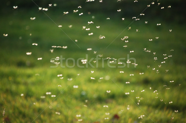 Stock photo: Swarm of Mosquitos