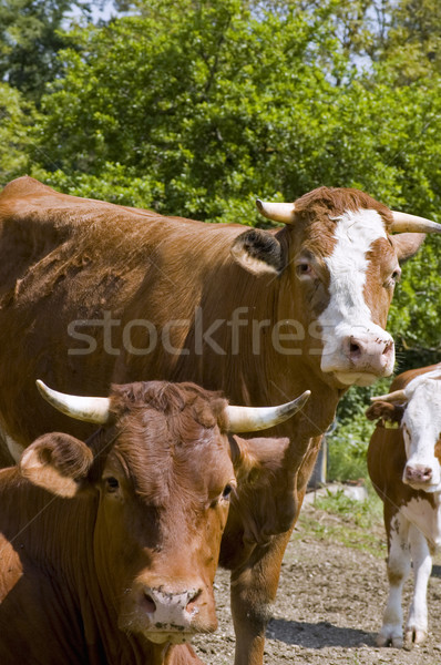 牛 家庭 常設 牧場 天空 夏天 商業照片 © tepic