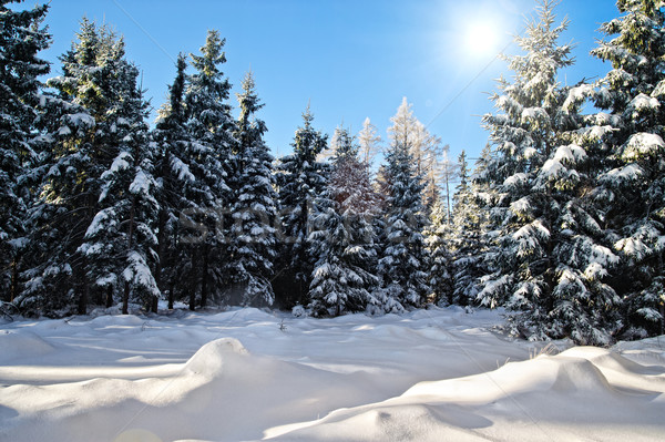 Hiver forêt soleil ciel bois arbres [[stock_photo]] © tepic