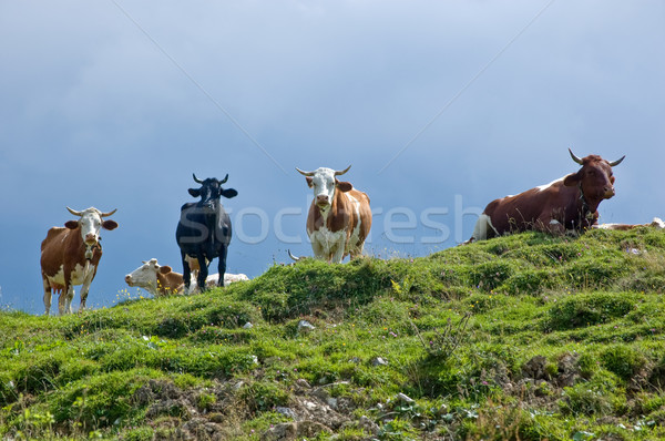 Cows on the Hilltop Stock photo © tepic