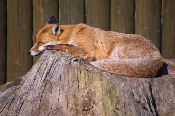 Dormir Fox une rouge liberté [[stock_photo]] © tepic