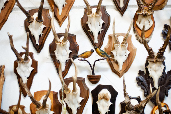 Deer head trophy collection Stock photo © tepic
