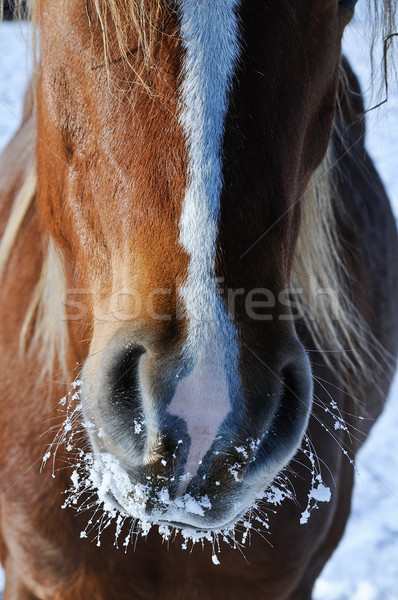 Kalten Schnauze Detail Ansicht eingefroren Pferd Stock foto © tepic