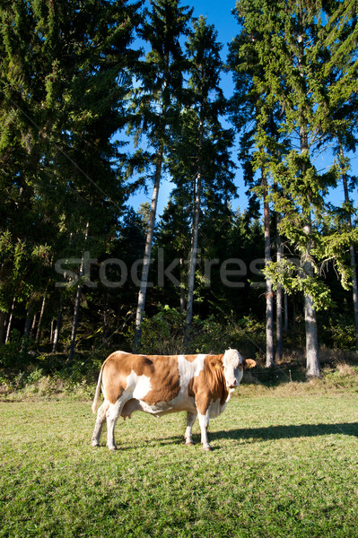 Cow and Conifers Stock photo © tepic