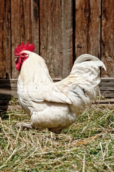 Foto stock: Branco · galo · fazenda · frango · pena