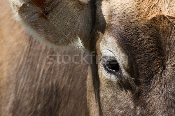 Eye and Ear of a Cow Stock photo © tepic