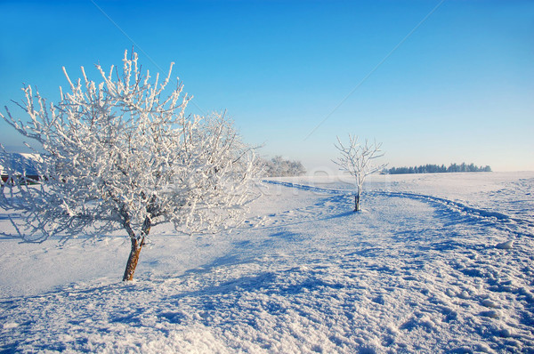 Winter in the Country Stock photo © tepic